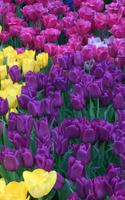 Tulipes Colorées Fond D'écran Affiche
