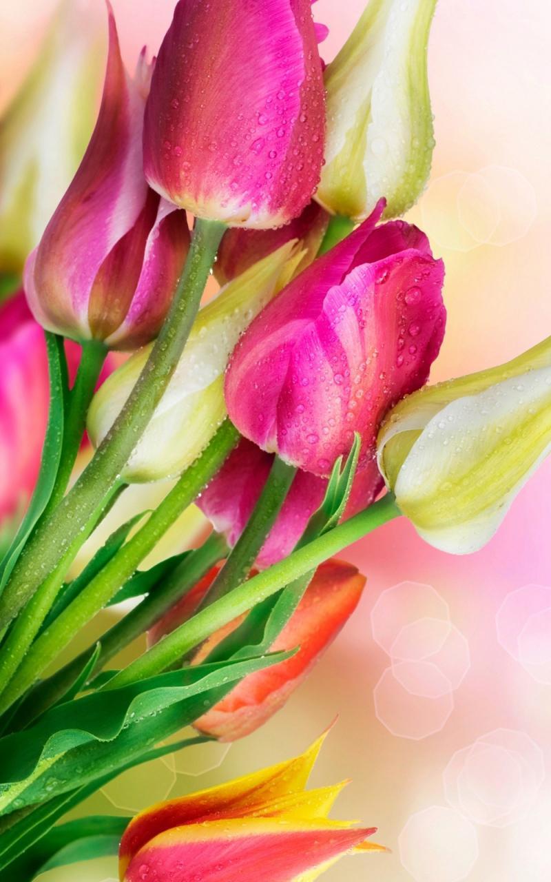 35 Trend Terbaru Gambar Bunga  Tulip  Animasi  Berwarna 