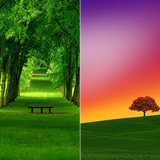 HD Colorful Tree Wallpaper icône
