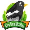 Bird Identification