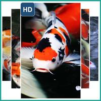 Coy Fish Wallpaper-poster