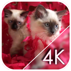 Pink Kittens Live Wallpaper icon