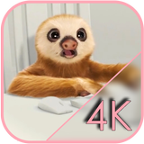 Sloth Office Live Wallpaper icon