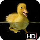 Duck Wallpaper APK