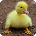 Duck Wallpaper