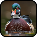 Duck Wallpaper APK
