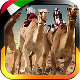 UAE Camel Racing