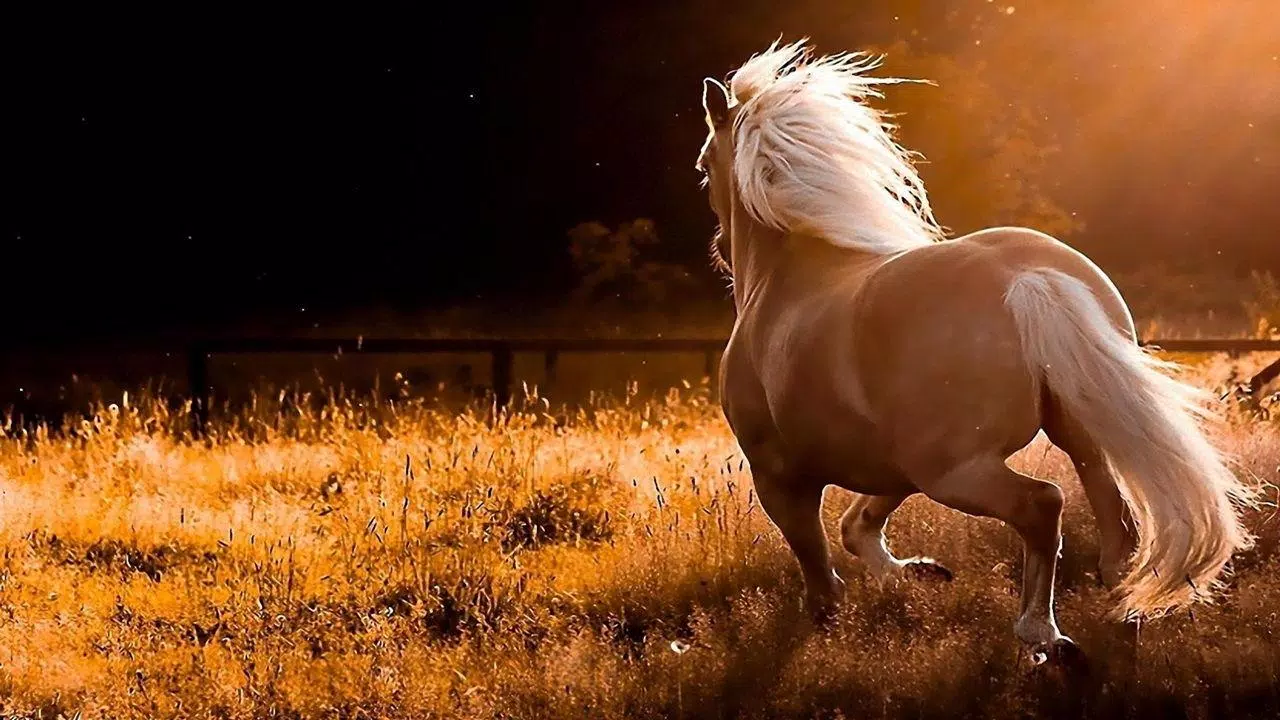 Horse Wallpaper HD APK for Android Download
