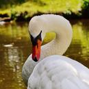 Bird Slide Denmark APK