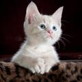 Kitten Match