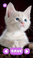 برنامه‌نما Kitten Match عکس از صفحه