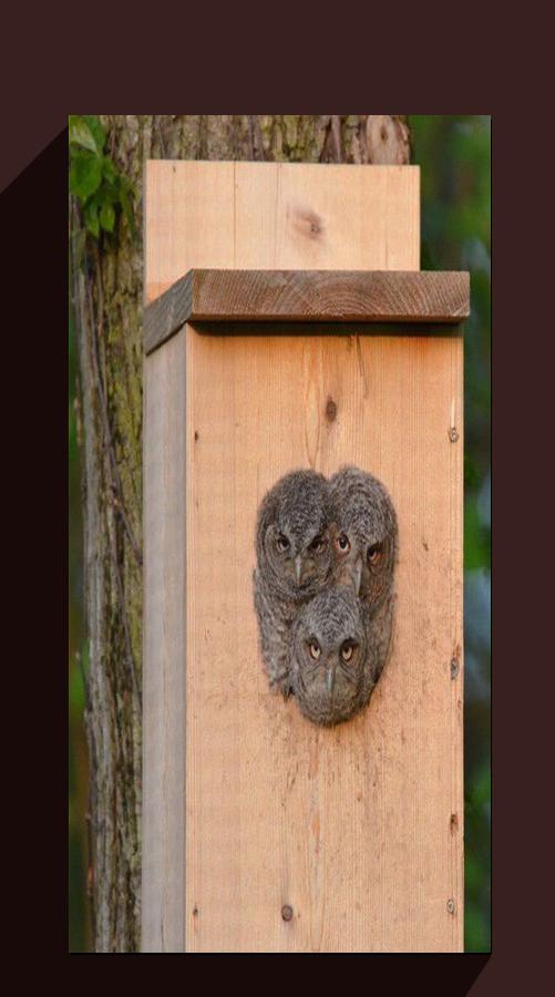 Screech Owl House Plans 3 screen 0.jpg?fakeurl=1&type=