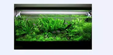 DIY Aquarium Design