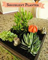 DIY Succulent Planter স্ক্রিনশট 1