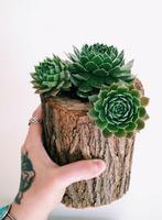 DIY Succulent Planter স্ক্রিনশট 2