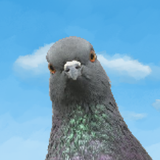 Pigeon Attack 아이콘