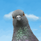 Pigeon Attack أيقونة