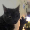 Bagy APK