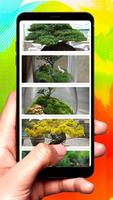 Bonsai Design Ideas скриншот 3