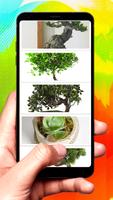 Bonsai Design Ideas скриншот 1