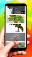 Bonsai Design Ideas скриншот 2