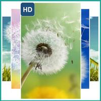 Dandelion Wallpaper Affiche