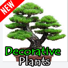 New Decoration Plant ideas icône