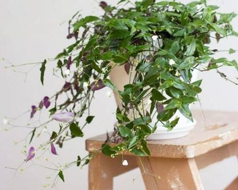 Decorative Plants Indoor For Android Apk Download