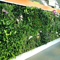 Decorative Plants Outdoor plakat