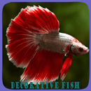 Poisson décoratif APK