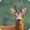 Deer Wallpaper icon