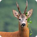 Deer Wallpaper