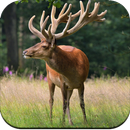 Deer Wallpapers 4K APK