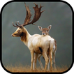 Deer Wallpapers simgesi