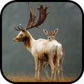 Deer Wallpapers