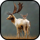 آیکون‌ Deer Wallpapers