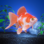 Gold Fish Pet 圖標