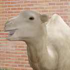 The Lil Camel icône