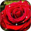 Rose Flower Live Wallpaper HD