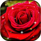 Rose Flower Live Wallpaper HD icon