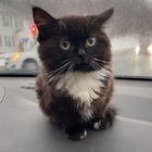 Котик Чмоня أيقونة