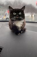 Котик Чмоня screenshot 3