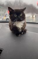 Котик Чмоня screenshot 2