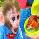 Bibi The Monkey APK