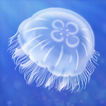 Jellyfish Life Simulation 圖標