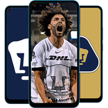 Pumas Wallpapers