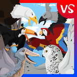 Birds Fights Birds