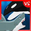 Shark Fights Killer Whale