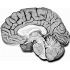 NeuroAnatomía Zeichen