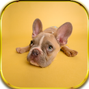 Dogs Wallpapers HD 4K Offline APK